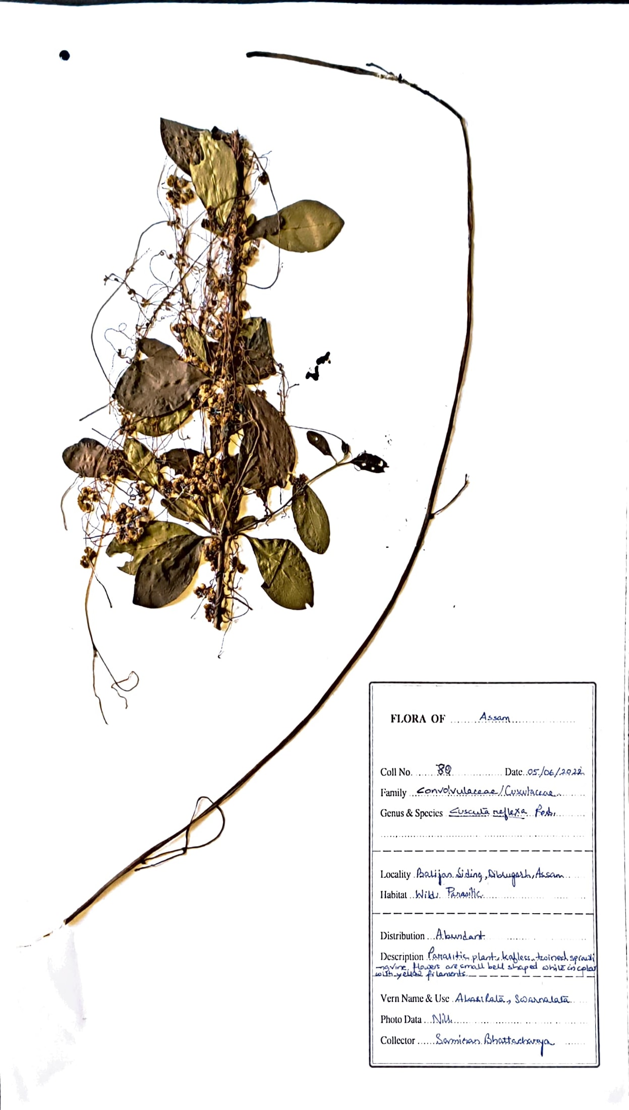Akashilata/ Swarnalata (Ass.) (Herbarium)